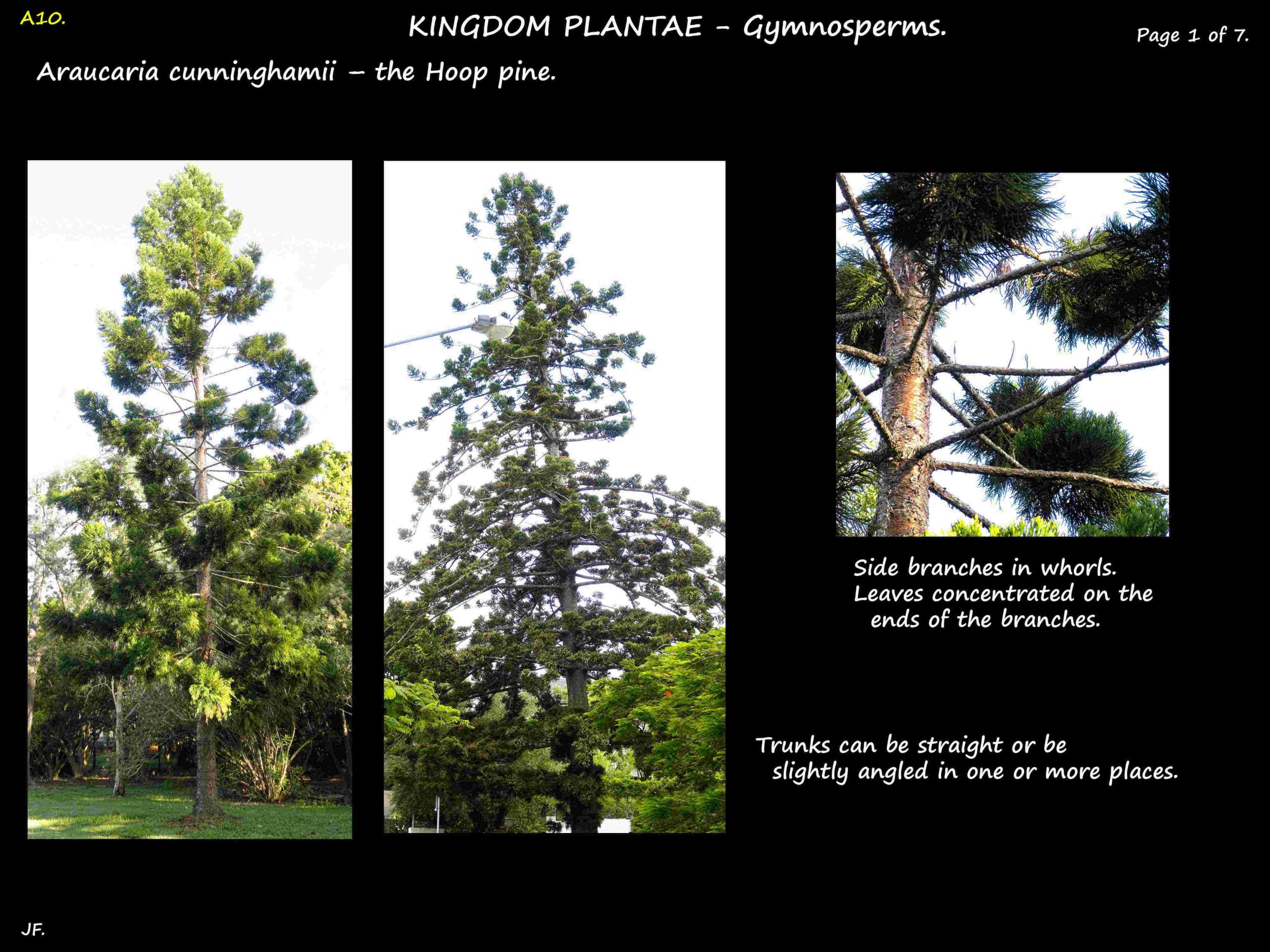 1 Hoop pine trees